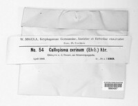 Callopisma cerinum image